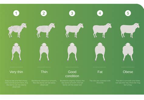 Ewe Body Condition Score And Efficiency Vetsouth