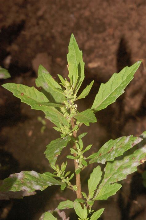 Mexican Tea Plants Of Overton Park S Old Forest Memphis TN