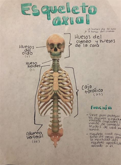 Esqueleto Axial Huesos