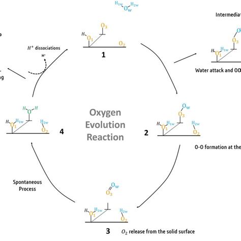 Proposed Mechanism Of The Oer As Our Reference Pathway Taking Place Via