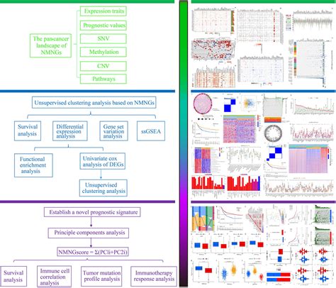 Frontiers Identification And Characterization Of Nucleotide