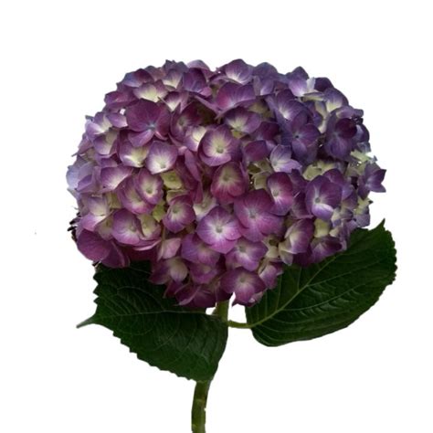 Hydrangea Elite Purple