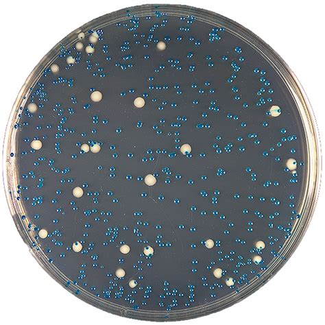 CHROMALBICANS AGAR Biolife Cromogeni