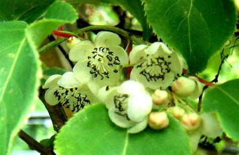 Actinidia arguta - Alchetron, The Free Social Encyclopedia