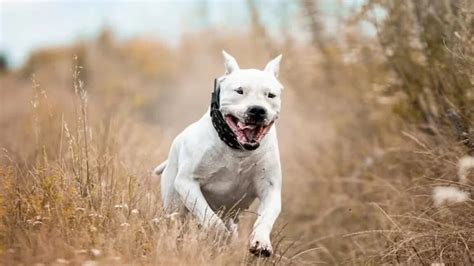 Cómo saber si un Dogo argentino es puro Vimar Alfambra