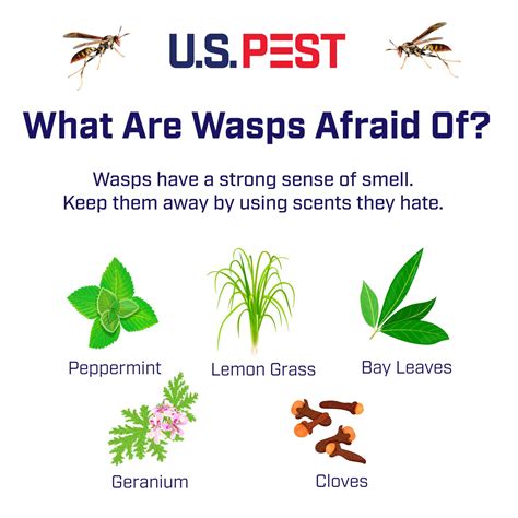 U.S. Pest - Here are a couple of creative ways using home...