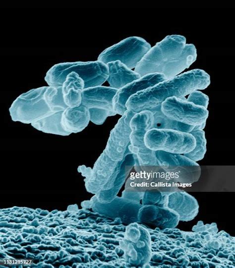 265 E Coli Microscope Stock Photos, High-Res Pictures, and Images ...