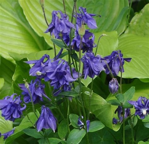 Aquilegia Alpina Navy Blue 1l Plantmania