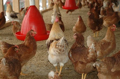 Los 10 mejores comederos para gallinas 2023 Guía completa