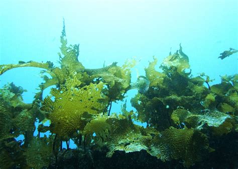 EDFish | Innovating for healthy oceans 