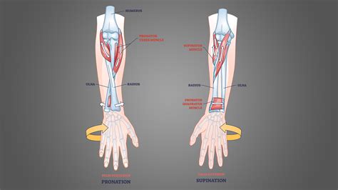 Supinated Vs Pronated Grip The Differences Explained Inspire Us