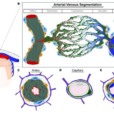 Brain Vascular Cell Diversity Along The Arterial Venous Axis A Download Scientific Diagram