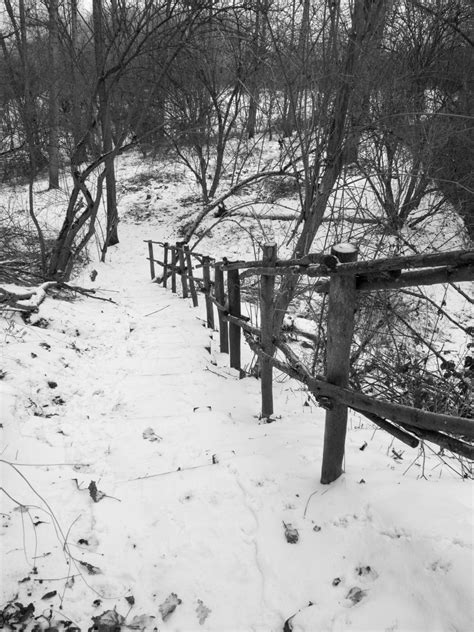 Free Images Tree Forest Branch Snow Winter Black And White