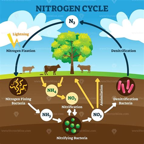 Diagram Of Biology B The Nitrogen Cycle Quizlet