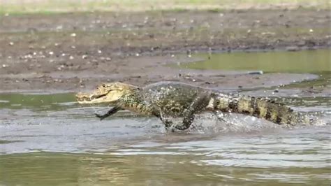 Crocodile Vs Caiman Vs Alligator Crocodilians Of The Americas