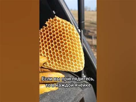 У ПЧЕЛ ТОЖЕ ЕСТЬ ЯЙЦА! #пасека #пчеловодство #пчелы - YouTube