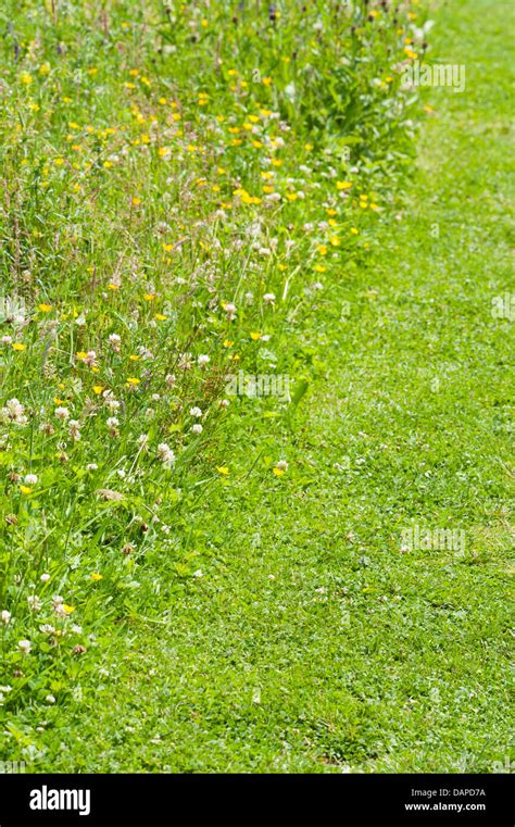 Mown Path Wildflowers Hi Res Stock Photography And Images Alamy