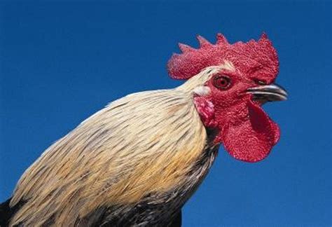 What Are The Functions Of Wattles On Chickens Chickens Rooster Pullet