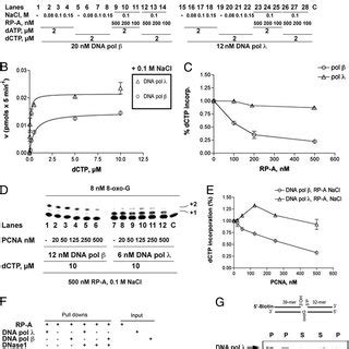 A Model For The Coordinated Action Of PCNA RP A And DNA Pol During