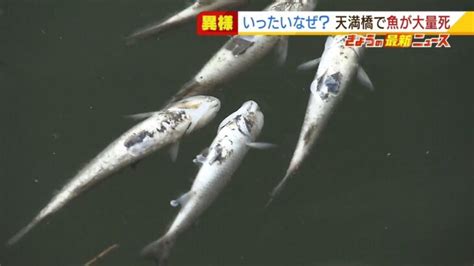 【いったいなぜ？】大阪市内の川で『魚が大量死』 府の水質調査で異常は無し原因不明で回収して調査（2022年3月8日） │ 【気ままに】ニュース速報