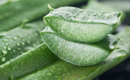 Ghritkumari Aloe Barbadensis Health Benefits Aloe Vera Uses