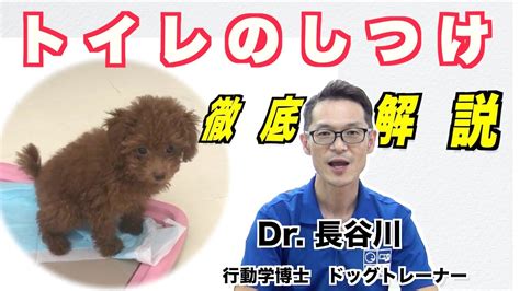 【子犬のしつけの決定版】『子犬のトイレのしつけ』を徹底解説！ どうすれば、トイレは上手にできるようになるの？！ Youtube