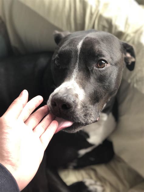 Gentle Giant : r/pitbulls