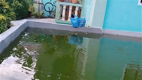 Backyard Tilapia Farmingnakakatanggal Stress Youtube