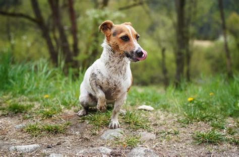 Pequeño Jack Russell terrier sentado en el suelo su pelaje muy sucio