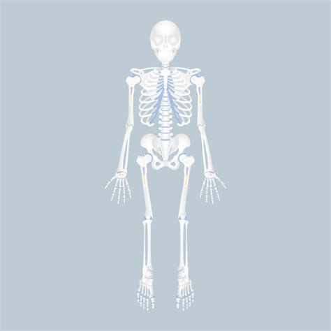 Anatomie Du Corps Entier Du Squelette Humain Vecteur Premium