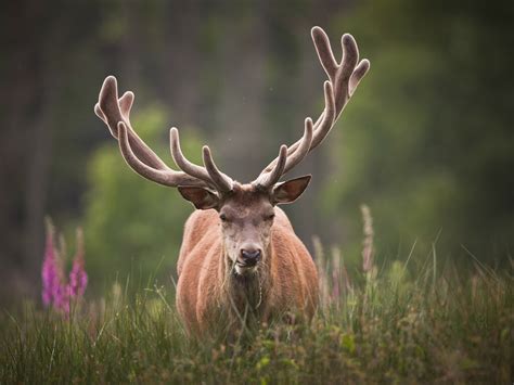 Le cerf élaphe ce qu il faut savoir sur ce gardien de la forêt