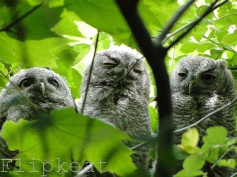 Threes Company Eastern Screech Owlets Eastern Screech Owl Red Owl