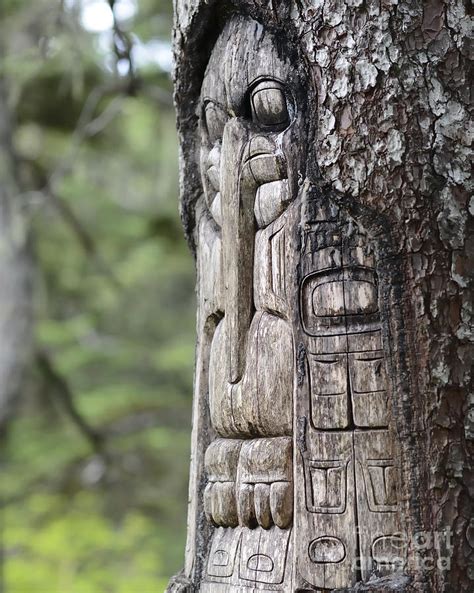 Tree Carved By Native Tlingit Indians Along A Trail On Top Of Mt