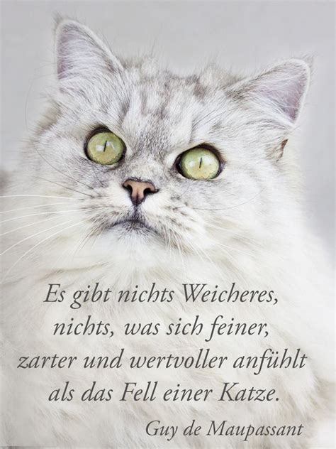 Das Fell Einer Katze Katzen Katzen Zitate Katzenspr Che