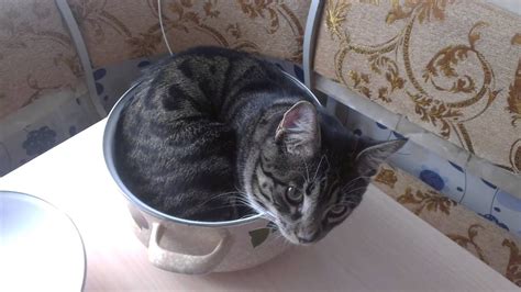 Котя,мой котик...толстенький животик. - YouTube