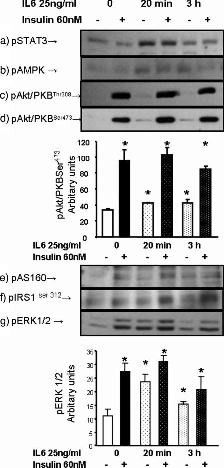 Western Blot Results Western Blot Showing The Il 6 Effect On The