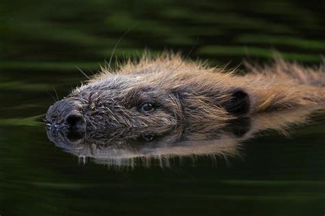 Die Biber Sind Zurück Natur Tiere Biber Bieber Tier