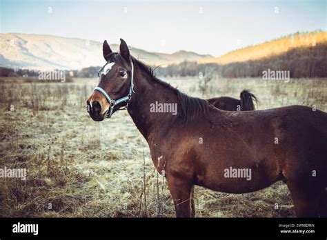 Beautiful Brown Horse Standing In The Grass Field Stock Photo Alamy