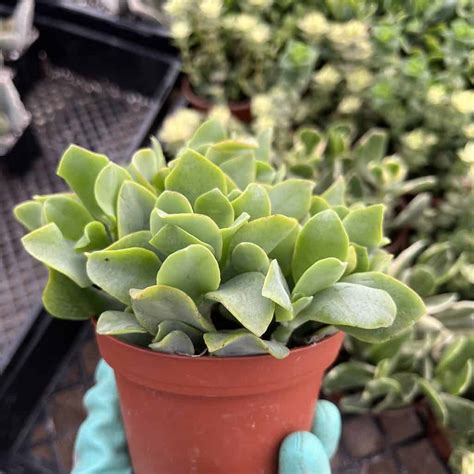 Crassula Arborescens Blue Waves Plantly