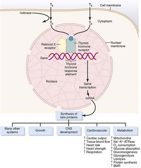 Thyroid Metabolic Hormones Endocrinology And Reproduction Guyton