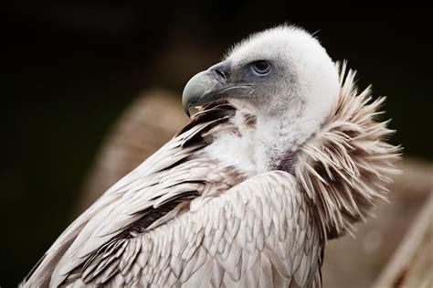 Vulture vs Eagle fight comparison- who will win?