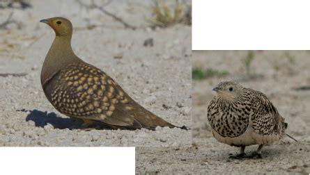 Sandgrouse - Absolutely Animals