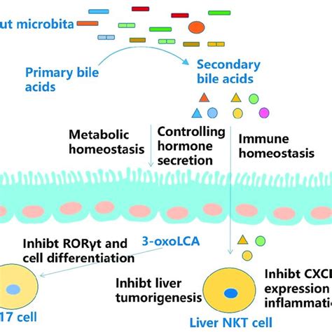 Effect And Mechanism Of Secondary Bile Acids Download Scientific Diagram