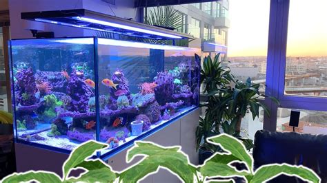 🌴 This Will Make Your Aquarium Look Awesome Youtube