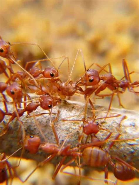 How To Get Rid Of Ants Methods That Actually Work Planet Natural