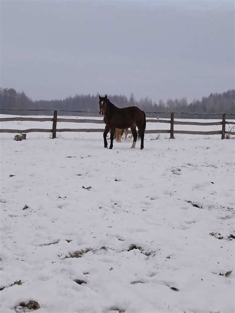 Klacz zimnokrwista 19 miesięcy sprzedam lub zamienię Staszów OLX pl