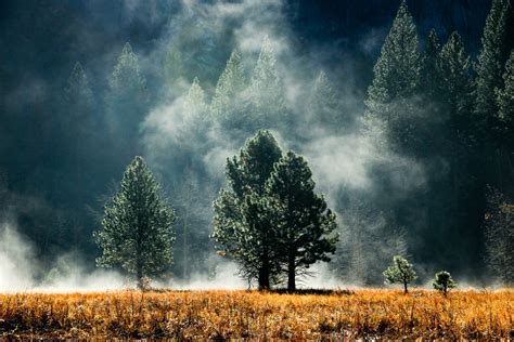 Green Forest With Fog Photography During Daytime HD Wallpaper