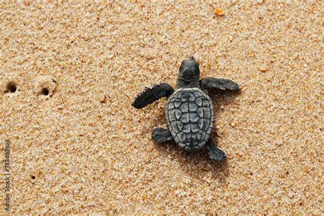 Baby Loggerhead Sea Turtle