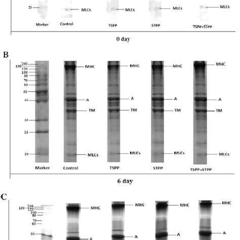 Electrophoresis Patterns Of Sds Page Gels Of Actomyosin From Rutilus