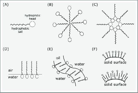 Different Surfactant States A Surfactant Monomer B Surfactant Download Scientific Diagram